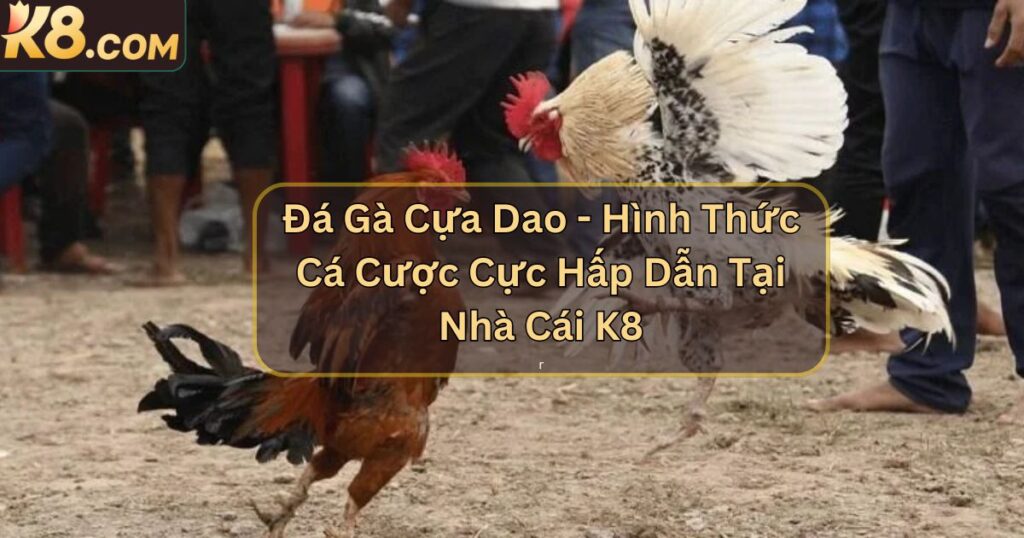 Đá Gà Cựa Dao - Hình Thức Cá Cược Cực Hấp Dẫn Tại Nhà Cái K8  1 Đá Gà Cựa Dao - Hình Thức Cá Cược Cực Hấp Dẫn Tại Nhà Cái K8