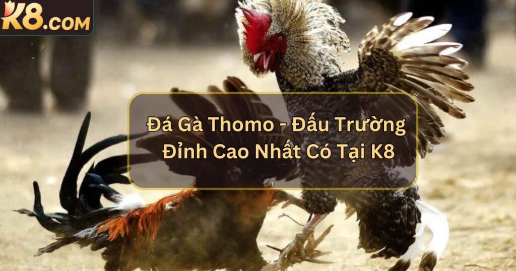 Đá Gà Thomo - Đấu Trường Đỉnh Cao Nhất Có Tại K8 1 Đá Gà Thomo - Đấu Trường Đỉnh Cao Nhất Có Tại K8