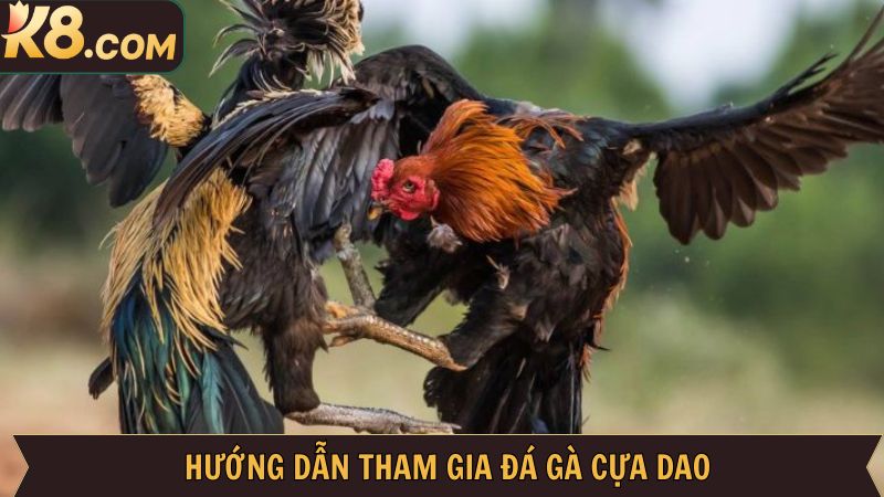 Đá Gà Cựa Dao - Hình Thức Cá Cược Cực Hấp Dẫn Tại Nhà Cái K8  4 Khám phá cách xem và tham gia cá cược chọi kê tại K8