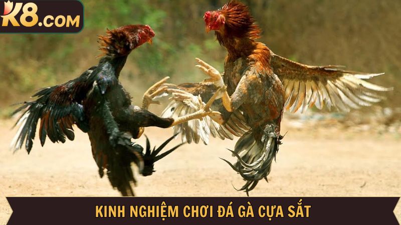 Đá Gà Cựa Sắt K8: Đấu Trường Trực Tuyến Đỉnh Cao Cho Kê Thủ 4 Chia sẻ một vài kinh nghiệm chơi đá gà cựa sắt thắng lớn cho newbie