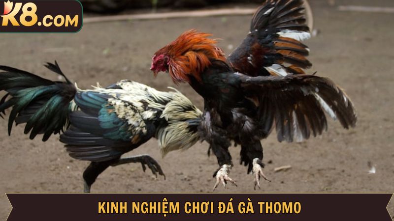 Đá Gà Thomo - Đấu Trường Đỉnh Cao Nhất Có Tại K8 4 Mẹo thắng đậm trong đá gà Thomo