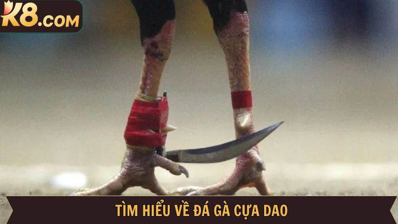 Đá Gà Cựa Dao - Hình Thức Cá Cược Cực Hấp Dẫn Tại Nhà Cái K8  2 Tổng thể về đá gà cựa dao tại K8
