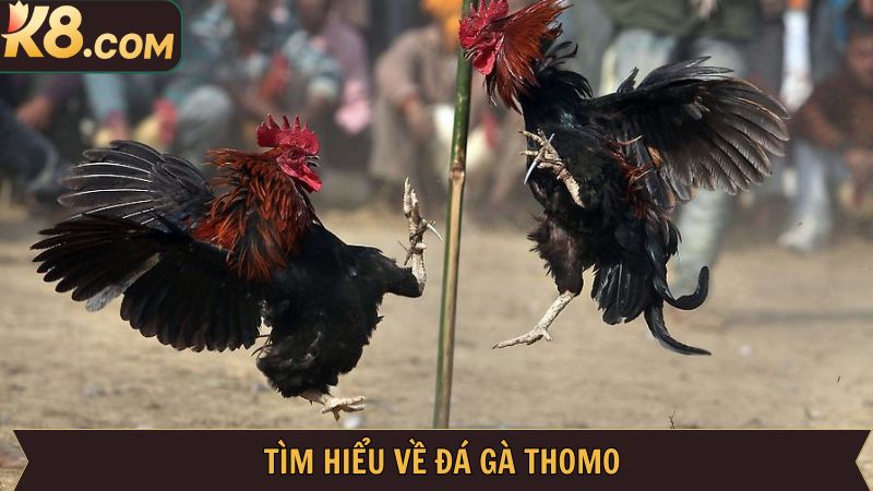 Đá Gà Thomo - Đấu Trường Đỉnh Cao Nhất Có Tại K8 2 Tóm tắt về loại hình đá gà Thomo