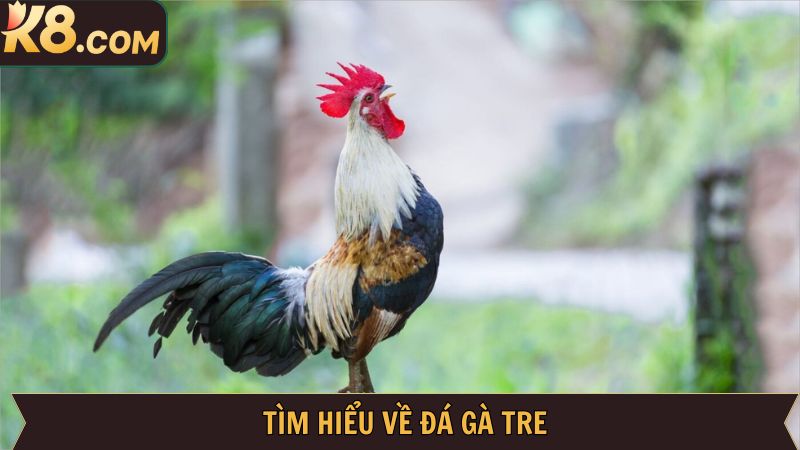 Đá Gà Tre - Bộ Môn Cá Cược Thú Vị Kịch Tính Tại K8 2 Đôi nét về hình thức đá gà hấp dẫn tại K8
