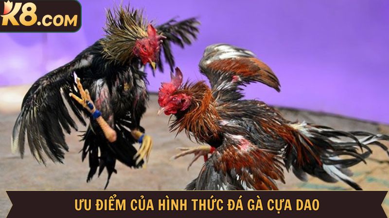 Đá Gà Cựa Dao - Hình Thức Cá Cược Cực Hấp Dẫn Tại Nhà Cái K8  3 K8 là sự lựa chọn hàng đầu cho những ai đam mê bộ môn chọi kê
